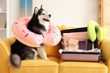 Siberian husky dog wearing a donut-shaped inflatable ring next to an open suitcase on a yellow sofa, ready for summer travel © Pixel-Shot