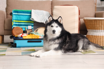 Siberian husky dog lying on a rug in front of open suitcases packed for a summer vacation trip, a sofa and a wicker basket are visible in the background, indicating a home setting © Pixel-Shot