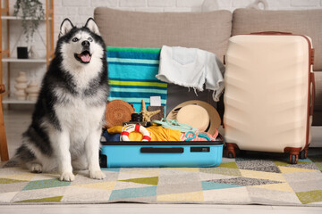 Happy siberian husky dog sitting next to an open suitcase packed with summer vacation essentials at home © Pixel-Shot