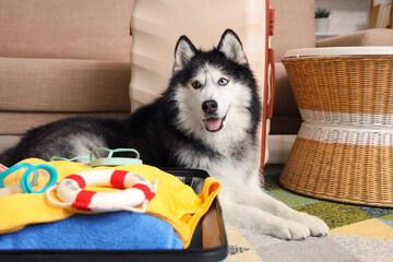 Happy siberian husky dog with heterochromia lying next to an open suitcase packed with summer vacation items, the suitcase is packed with summer vacation items including a yellow swimsuit © Pixel-Shot