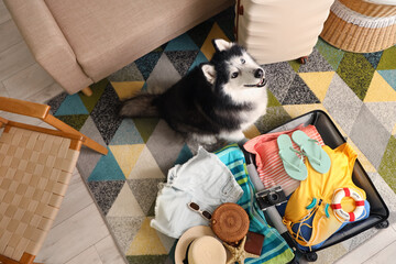 Cute husky dog looking up while sitting next to an open suitcase packed with summer vacation essentials © Pixel-Shot
