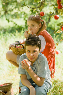 Children picking ripe apples from a tree in sunny orchard, holding a basket during harvest season, symbolizing organic farming, healthy lifestyle, natural food, countryside traditions,