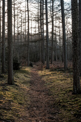 Fototapeta premium Moss-covered dirt trail winding through a quiet conifer woodland of tall trunks and sparse undergrowth in soft natural light