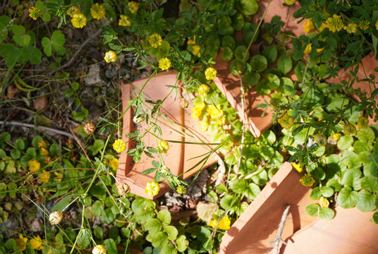 Yellow wildflowers growing among broken terracotta tiles
