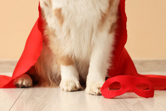 Cute dog with superhero costume near beige wall, closeup