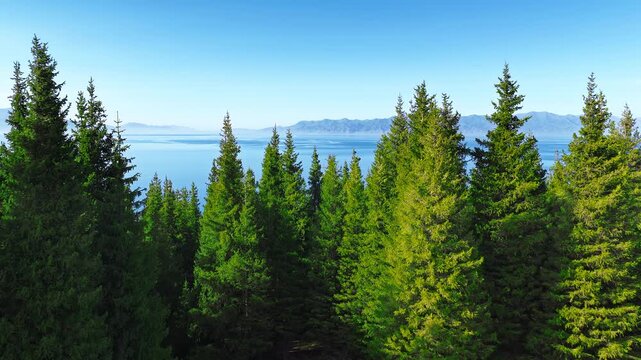Lush green pine forest overlooks a serene lake and distant mountain range under a clear blue sky in Xinjiang, China. Aerial video frame.