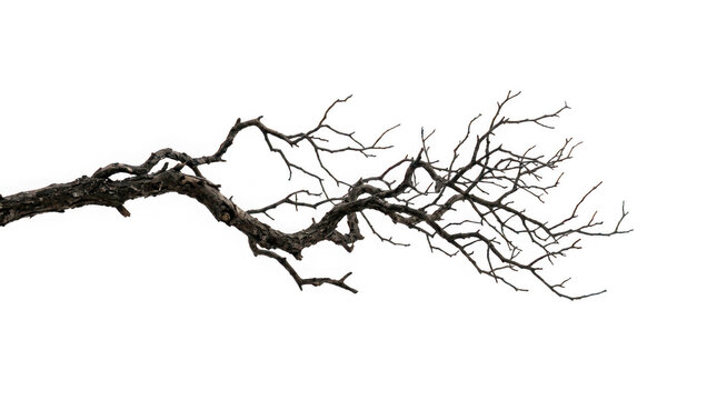 Dry bare tree branch isolated on transparent background