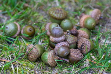 Close up of Northern red oak acorns with textured caps arranged on natural surfaces during autumn showcasing mature tree seeds © Iva