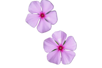 Varios pétalos de Catharanthus roseus vinca  en un fondo transparente  © Elika R