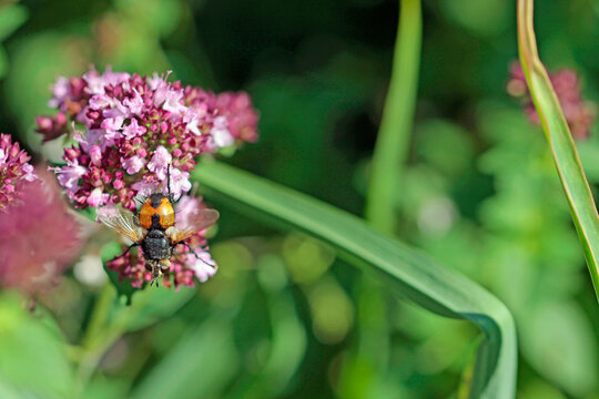 hedgehog fly on oregano
