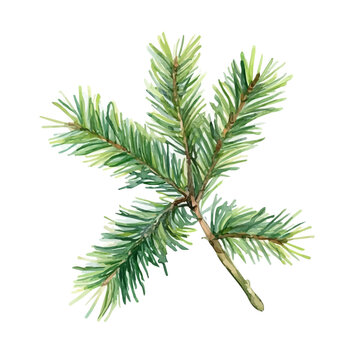 Watercolor painting of Fir Needle, detailed artistic vector illustration on clean white background