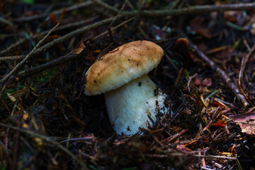 Young king bolete Boletus edulis mushroom emerging from forest litter © FotoBastek