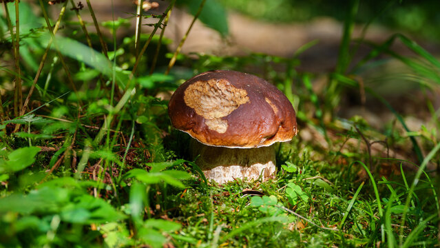 Large wild king bolete porcini mushroom growing in a natural forest environment
