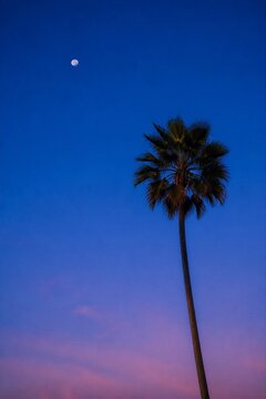 Silhouette of a single tall palm tree against a deep blue and purple evening sky with a visible moon. Tropical nature landscape at twilight. Calm summer atmosphere and vacation moo