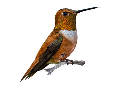 Rufous Hummingbird (Selasphorus rufus) Photo, Perched and Showing His Colors, Over a Transparent, Isolated PNG Background