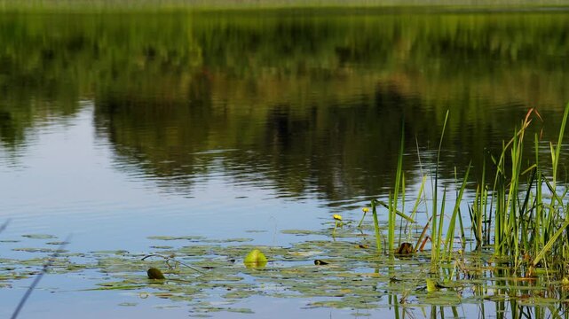 Tranquil Summer Pond with Yellow Water Lilies, Lily Pads, and Green Reeds Reflecting in the Water