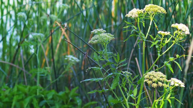 Tall White Umbellifer Wildflowers Growing at the Water's Edge in a Summer Wetland - Great Water Parsnip (Sium latifolium)