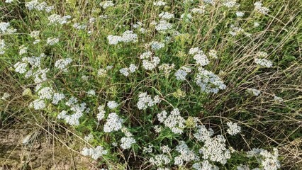 Dense patch of white yarrow flower clusters with green feathery foliage intermingled with dried brown grass blades, lit by bright sunlight. © Aliona