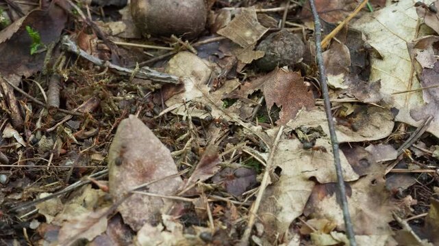 Red wood ants Formica rufa crawl over dry oak leaves on the forest floor. These active insects navigate organic woodland litter, demonstrating natural biodiversity and wild insect behavior.