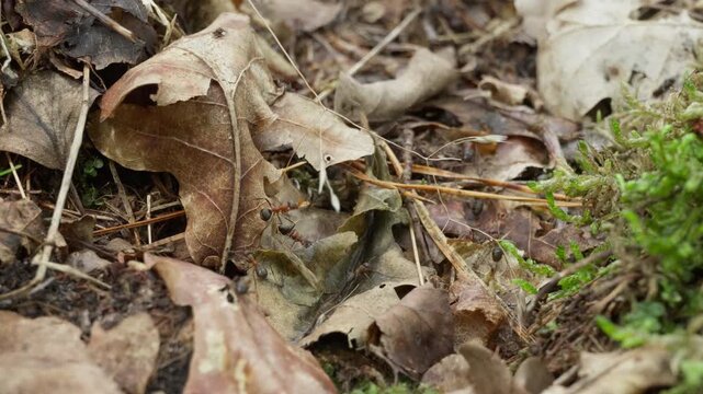 Red wood ants crawl continuously over dry oak leaves on forest ground. Active insects move along a trail, symbolizing hard work, team diligence, continuous labor, and nonstop business activity.