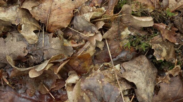 Red wood ants crawl on dry oak leaves on the forest floor. Busy insects move through organic litter in a woodland habitat. This wildlife scene illustrates nature biodiversity and ecology.