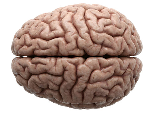 Top view of human brain realistic 3D rendering of complex organ on white.