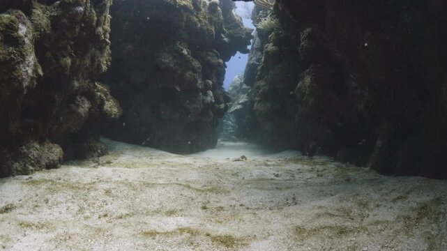 Nurse Shark Swimming Out of an Underwater Canyon on a Caribbean Reef in Utila Honduras