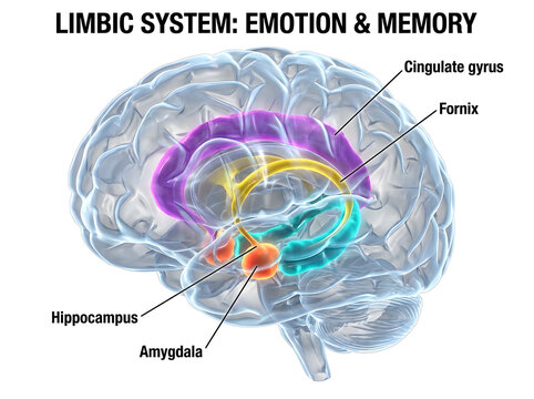 Limbic system anatomy showing amygdala hippocampus cingulate gyrus and fornix structures.