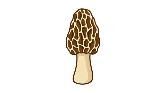 Single morel mushroom illustration on white background.