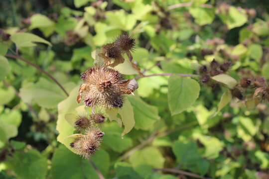Close-up of common burdock burrs with green foliage background