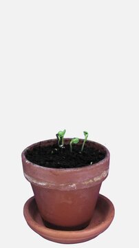 Time lapse of germinating and growing rapeseed (Brassica napus) seeds in a pot isolated on white background, vertical orientation