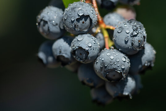 A close-up of blueberries growing on a bush. The berries are covered with water droplets.