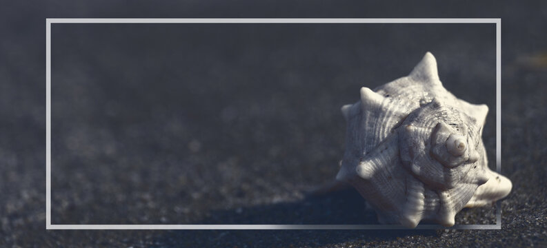 Spiky sea shell on dark sand with minimalist white frame design and copy space