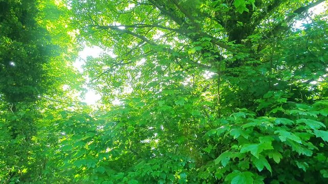 7th June, 2026. Time Lapse Footage of Travel on English Roads Travel Through Rural A and B Countryside. Car Window Mounted Camera Wide Angle Footage of Car Travel on British Country Road and Highways 