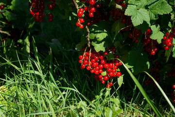 Bunch of ripe red currants growing on a bush branch in the garden © Taborisova