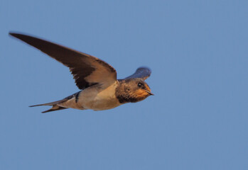 Hirondelle rustique Hirundo rustica en plein vol les yeux figés vers sa cible © Marc