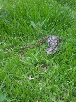 Black and White Tegu Lizard Walking Through Grass in Paraguay