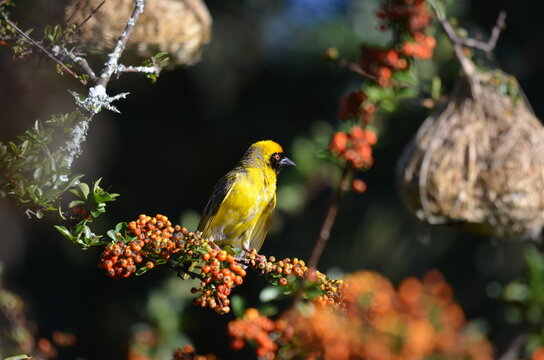 Male Southern Masked Weaver perched among orange berries next to its woven nests, Chrissiesmeer, South Africa