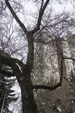 Leafless trees lining a quiet residential street during winter in Edmonton, Alberta. 