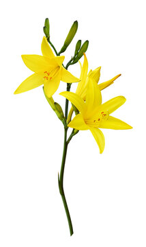 Sprig of Yellow lily flowers and buds isolated on white or transparent background