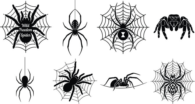 Collection of eight black silhouette spiders and intricate webs isolated on a white background, for halloween