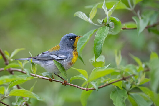 Male northern parula perched on a leafy branch in spring, USA