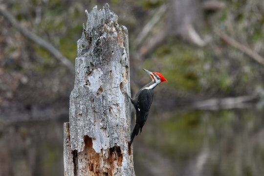 Male pileated woodpecker perched on a dead tree stump, USA