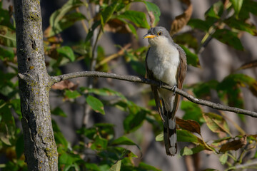 Obraz premium Yellow-billed cuckoo perched on a branch in autumn, USA