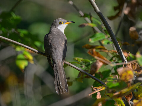 Yellow-billed cuckoo perched on a branch showing long tail, USA