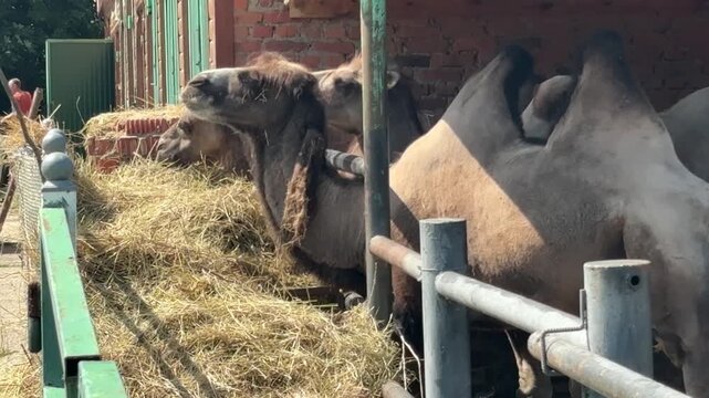 Camels eating hay at a zoo enclosure with metal fence and brick wall background, farm animals feeding scene, wildlife in captivity, summer day.