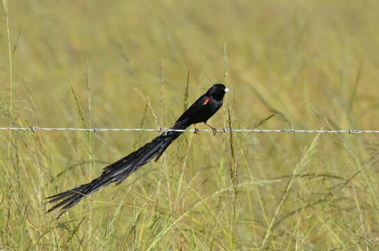 Male Long-tailed Widowbird perched on a barbed wire fence, Chrissiesmeer, Mpumalanga, South Africa