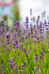 Obraz premium Blooming lavender flowers in a sunny field with soft blurred background.