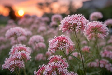 Obraz premium Pink-white valerian flowers blooming at dusk in a garden.