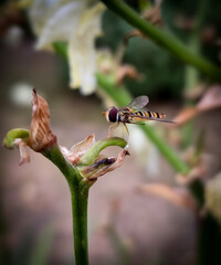 Bee on a leaf © MacroTale